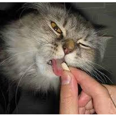 COMO DARLE UNA PILDORA A 1 GATO