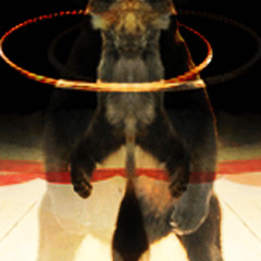 Tango asesinato (Oso vs Hawaiana)