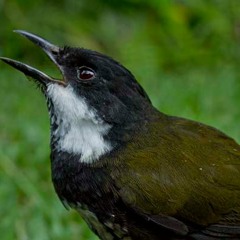 Eastern Whipbird - Psophodes olivaceus (feeding)