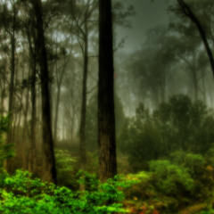 NewProgressiveAdamkAndSoha