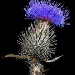 K4leitmotiv - Thistle