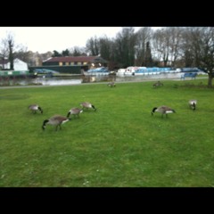 Geese eating grass at Caversham