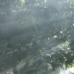 Tom Tulleners - Plankliggers