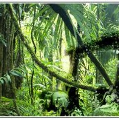 Jungle eXTasy