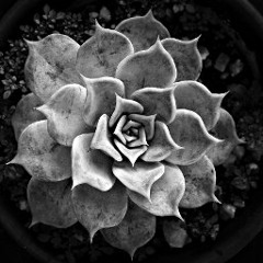 IcedCubed-fDNA-[disquiet0001-ice]