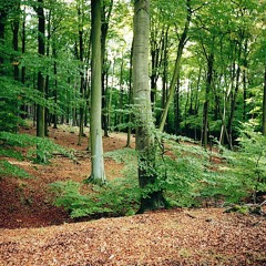 Draussen by Noé Weigl (preview)