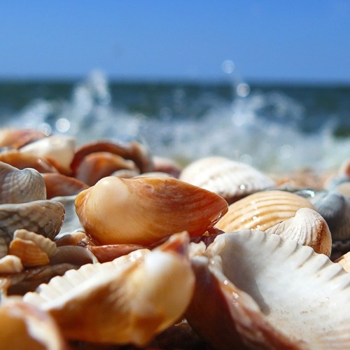 Johan Vilborg - Seashells