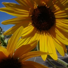 05 Sunflowers in my Garden