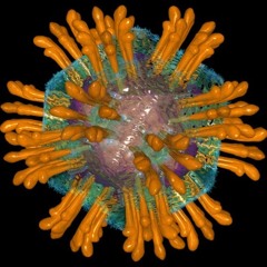 Virus C