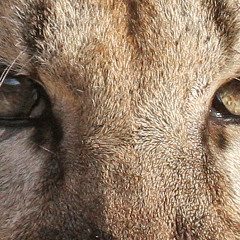 NOW I SEE- book of life (remix) feat. DAMIAN MARLEY