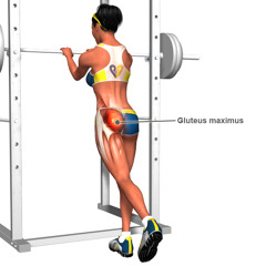 Gluteus Maximus
