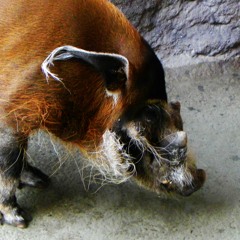 Guttersnipe