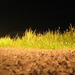 Frog Ponds on Kooragang Island
