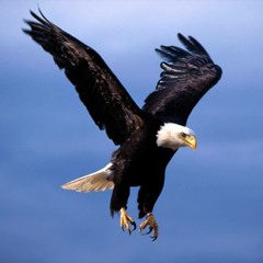 thunderbird