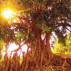 Magics trees