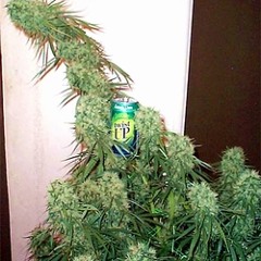 ДуШНый feat shadd feat КанаДис - замути