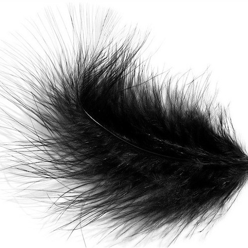 zefora - the blackbird's tale - remix