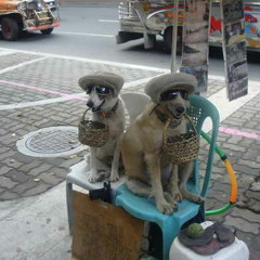 marion guillet & speculator "monoball"