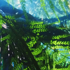 Champa - The Miracle Pill (c) mp3 Sample