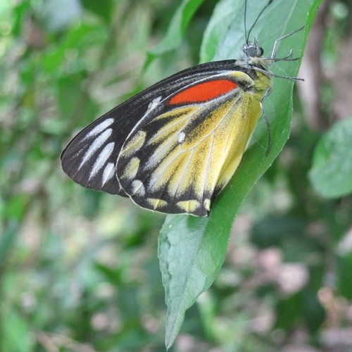 Habib+Wahid+-+Keno+Piriti+Barailare+Bondhu+(HD)