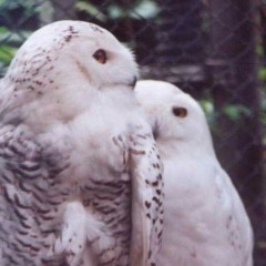 Your Birdsong Stays on My Mind (for OraMIX)