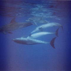 Larry - Haunted Ocean