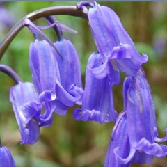 "Virginia Bluebell" cover Miranda Lambert