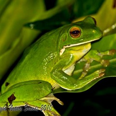 White-lipped Treefrog - Litoria infrafrenat