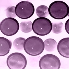 Purple Terry (tribute to Riley)