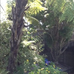 Somerville Garden, Auckland, NZ