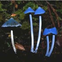 3D's - Hellzapoppin (live)