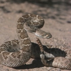 John Wolf  - Diamantino ( Original Mix ) PREW