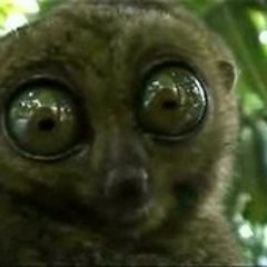 Horkheimer - Kaffeee Kaffeee Kaffeee