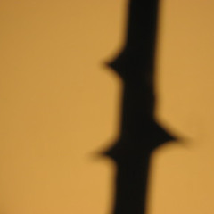 SOLITUDE FX _ illusions