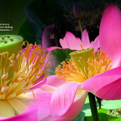 แต่ปางก่อน-2