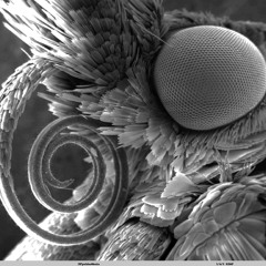 Tetsuo & Bad Matter - Waldverderbnis - unreleased