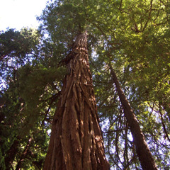 In the Presence of Redwoods | Joseph Gregorio
