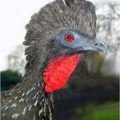 Los Cojolites - Balajú