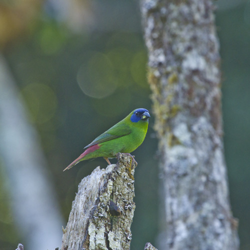 Blue-face Parrot-Finch - Erythrura trichroa