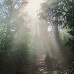 Into the Rainforest Mist