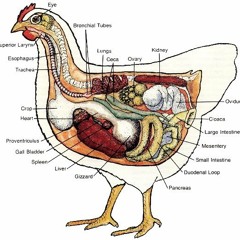 Half a Chicken