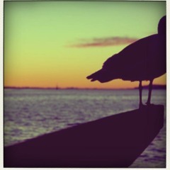 Darke - Flying with seagulls