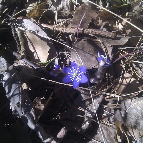 Solaris- Pointe D'olouse