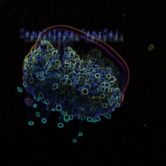 Nemopilema Nomurai 1-9