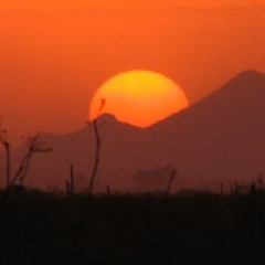 Dark Ambient Forest - Midnight Coffee