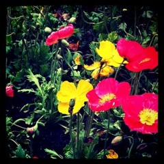 Listen To The Flowers