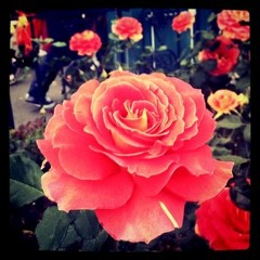 Spring