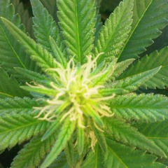 Rush Kid - Just Jammin' (2011)