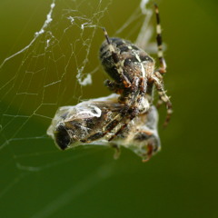 Christopher Willits - Tiger Flower Circle Sun - Paul Sleaze remix