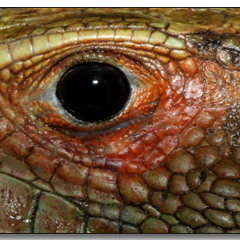 Cent!mental - mental experiment